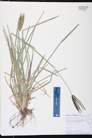 Image result for Eustachys