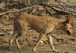Indian Pariah Dog Wikipedia