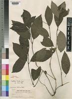 Image result for Psychotria eminiana