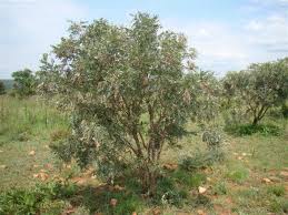 Image result for Mundulea