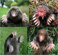 We did not find results for: I Have A Soft Spot For All Animals But This Might Be The Ugliest Thing Ive Ever Seen How To Get Rid Of Garden Moles Garden Lawn Pests Mole