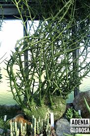 Image result for Adenia rumicifolia