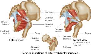 Maybe you would like to learn more about one of these? Musculoskeletal Pelvic Anatomy Sciencedirect
