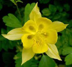 Pin On Flowers Beauty Colors And Design Patterns
