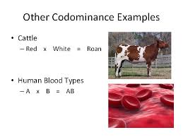 An example in humans would be the abo blood group, where alleles a and alleles b are both expressed. Genetics Codominance Incomplete Dominance Warm Up What Happens
