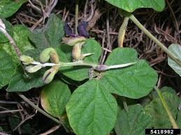 Image result for Macroptilium atropurpureum
