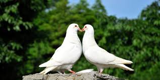 See more ideas about quotes, reminder quotes, quotes indonesia. Hidup Mesra Seperti Merpati Bimbingan Dan Konseling Psikoedukatif