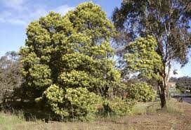 Image result for Acacia mearnsii