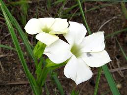 Image result for Exochaenium oliganthum