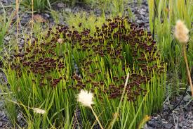 Image result for Schizaea pectinata