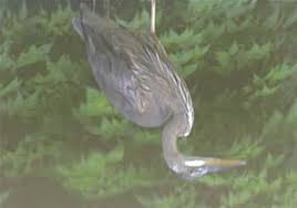 Motion activated sprinkler is almost useless against heron. Stop That Blue Heron From Raiding Fish Pond Pittsburgh Post Gazette