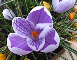 We did not find results for: Why Spring Bulbs Don T Flower Problems With No Flowers On Tulips And Daffodills