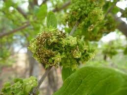 Image result for Afrocanthium pseudorandii