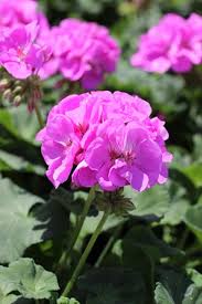 Image result for Pelargonium domesticum round-leaved bushy
