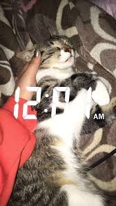 Pinterest Noae Fotografcilik Ipuclari Kedi Fotografcilik