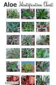 Aloe Succulent Plants Identification Chart