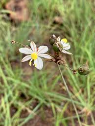 Image result for Chlorophytum galpinii