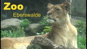 Eberswalder Zoo Dailymotion Video Tierpark Zoo Zoologischer Garten