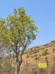Image result for Diospyros chamaethamnus