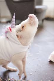 Meet Hamlet The Piglet Hamlet Aka Hammy Is Also A Unicorn See Below Cute Baby Animals Baby Animals Cute Animals