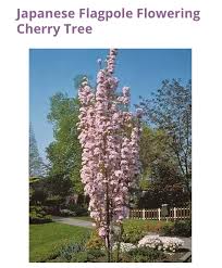 Check out our purple trees selection for the very best in unique or custom, handmade pieces from our plants shops. Columnar Tree Tips Via Pretty Purple Door