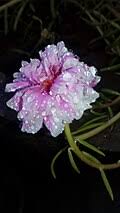 Image result for Portulaca kermesina