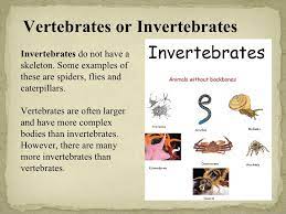 1 an introduction to invertebrates chapter 33. Vertebrates And Invertebrates Vertebrates And Invertebrates Vertebrates Invertebrates