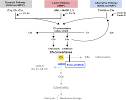 Image result for Complement Pathway