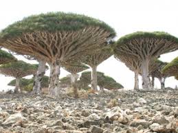 Image result for Dracaenaceae