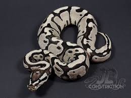 Albino Black Axanthic Ball Python Axanthic Fire Yellow Belly Snake Keeper Line Morph List World Of Ball Pythons Ball Python Ball Python Morphs Snake