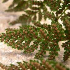 Image result for Woodsiaceae