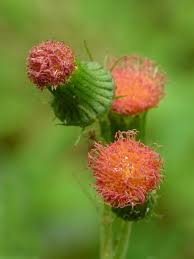 Image result for Crassocephalum crepidioides