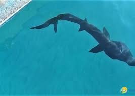 Un esemplare di squalo elefante di pochi mesi è stato salvato da due pescatori nella riserva marina protetta di torre guaceto, che rientra nell'agro di. Oht5xtcownoqbm