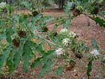 Image result for Vernonia adoensis