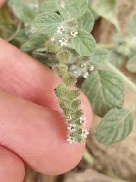 Image result for Heliotropium supinum