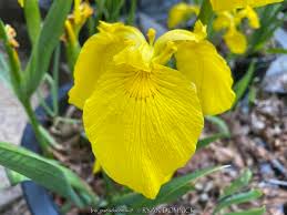 Image result for Iris pseudacorus