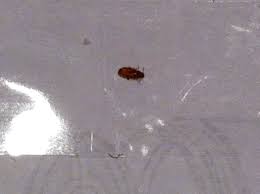Many people who call aai pest control about tiny, black bugs in my bathroom are often concerned about the black bugs called drain flies. Small Grey Bugs In Bathroom Ideas Minimalist Home Design Ideas