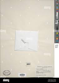 Image result for Selaginella buchholzii