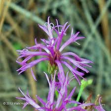 Image result for Vernonia natalensis