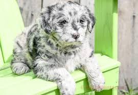 These labradoodle puppies are a designer mixed breed. Labradoodle Puppy For Sale Adoption Rescue For Sale In Millersburg Ohio Classified Americanlisted Com