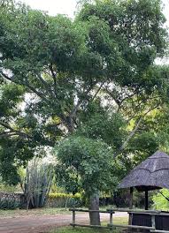 Image result for Albizia glaberrima