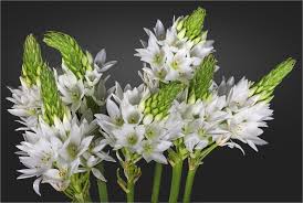 Image result for Ornithogalum