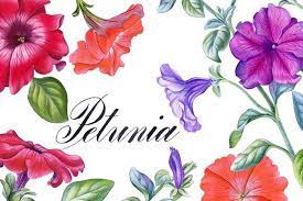 Petunia Petunias Watercolor Plants Petunia Flower
