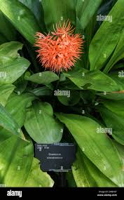 Image result for Scadoxus cinnabarinus