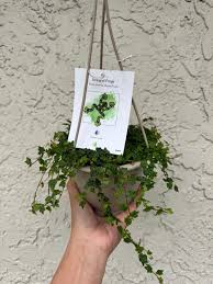 Image result for Ficus pygmaea