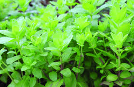 Image result for Aeollanthus suaveolens