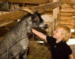 If this is your situation, you still may be able to have a petting zoo party using a few birthday party ideas. Fun Party Ideas For Preschoolers To Tweens Memphis Parent Memphis Tn