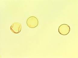 Image result for Morus mesozygia