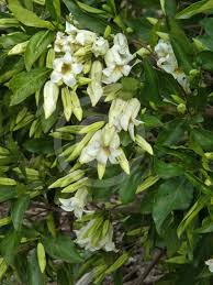 Image result for Rothmannia globosa