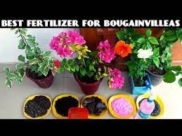 Best Fertilizer For Bougainvilleas Youtube Bougainvillea Flower Fertilizer Bougainvillea Bonsai